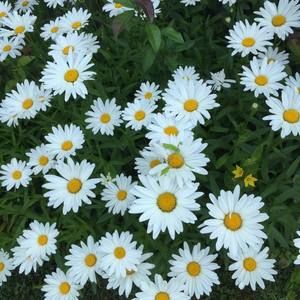 Meet your Posher, Molly